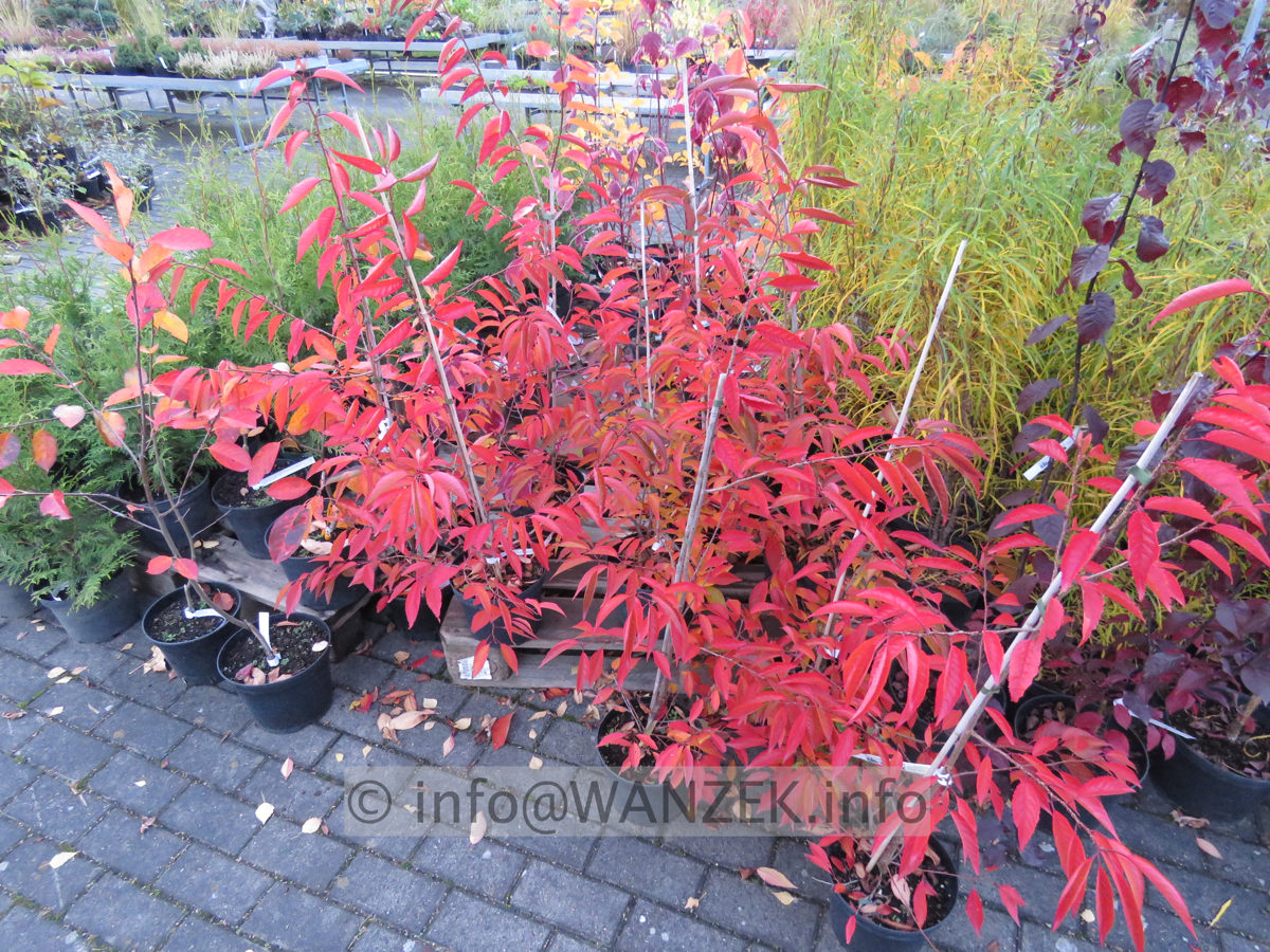 Prunus incisa Paean 12 Herbst.JPG